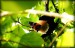 kaloň maledivy - (bobuložravý druh netopýra) 2